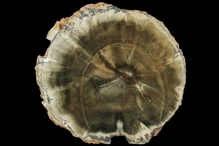 Triassic Petrified Wood (Woodworthia) Slab - Zimbabwe #125624